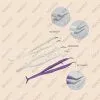 Dental Tweezer thumbnail-1