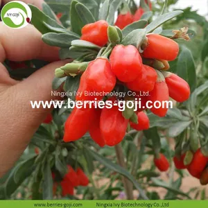 Factory Hot Sale Dried Himalayan Goji thumbnail-2
