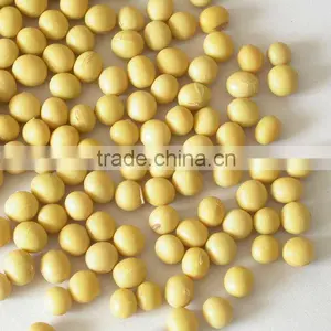 Soybean thumbnail-1