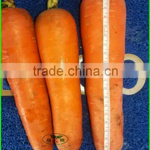 Mesh Bag/carton Packaging Red One Onion Prices thumbnail-4