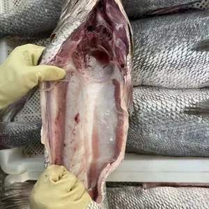Brown Croaker thumbnail-5