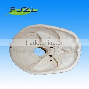 3parts Plastic Skull Skeleton Model/pvc Skull Model /Classic Human Skull Model With Opened thumbnail-2