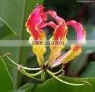 Gloriosa Superba Seeds thumbnail-1