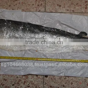 FROZEN ATLANTIC SALMON SKINS thumbnail-3