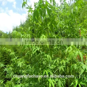 Chinese Organic Green Tea Chinese Tea thumbnail-2