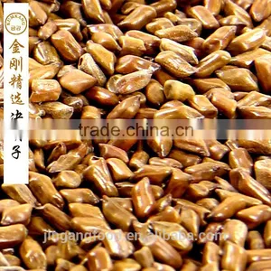 Chinese Semen Cassiae/Selected Medicinal Cassia Seed thumbnail-2
