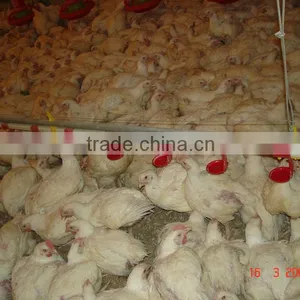 Broiler Pan Feeding System for Chicken House thumbnail-1