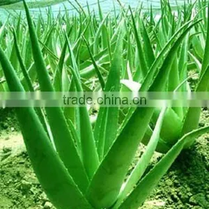 Aloe Vera Extract thumbnail-2