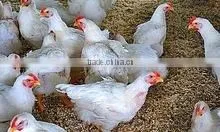 FROZEN CHICKEN thumbnail-6