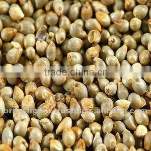 Gujarat Green Bajara thumbnail-1