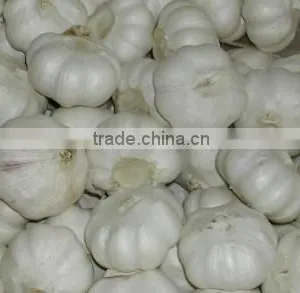 Fresh Normal White Garlic From Cold Store thumbnail-5