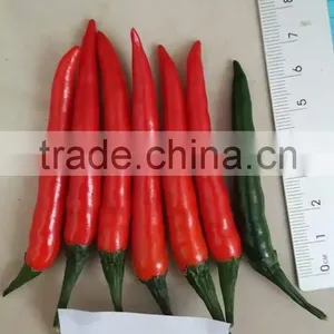 Hybrid F1 Red Hot Pepper Seeds Chili Seeds For Sale-Brightness Red 100 thumbnail-2