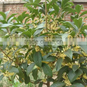 New Crop Sweet-Scented Osmanthus Fragrans Flower Tree Seeds For Planting thumbnail-6