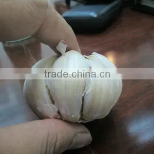 FRESH GARLIC thumbnail-2