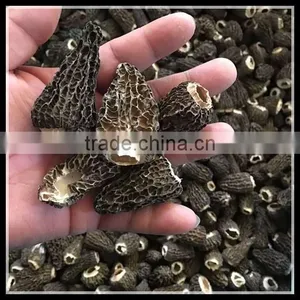 Frozen Morel, Dry Morchella And Fresh Morchella Wholesale thumbnail-5