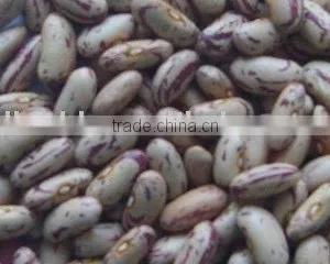 Organic Speckled Kidney Bean thumbnail-1