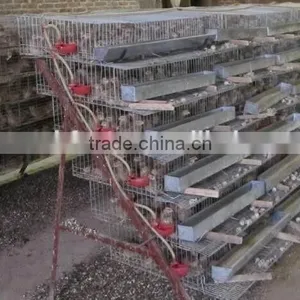 Galvanized A Type Layer Quail Cages for Sale in Kenya Farm thumbnail-5