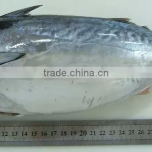 Frozen Bonito thumbnail-1
