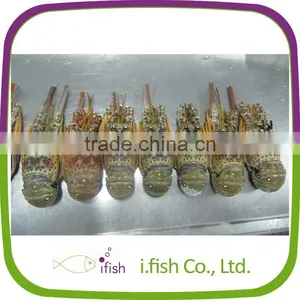 Spiny Lobster thumbnail-1
