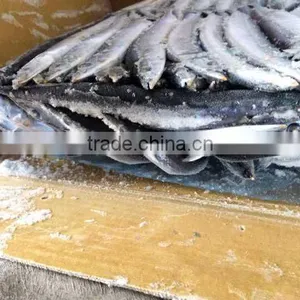 Frozen Saury Size# 3 thumbnail-1