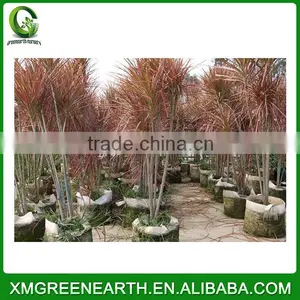Dracaena Marginata thumbnail-1
