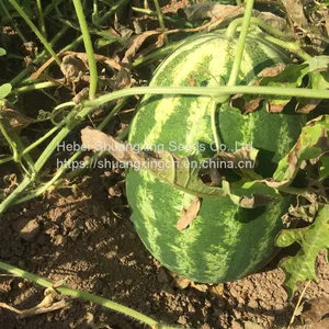 Cery Chinese Crimson Oval Watermelon Seed thumbnail-3