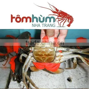 LIVE Egg Mud Crab Vietnam, Female Mud Crab thumbnail-4