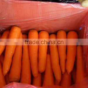 Fresh Carrot thumbnail-2