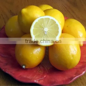 Fresh Citrus Fruit Supplier in India thumbnail-1