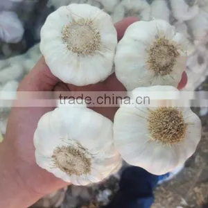Supplier Garlic White Garlic thumbnail-2
