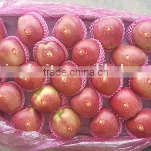 Farm Fresh Apples Qinguan Apple Ripe Apples thumbnail-1