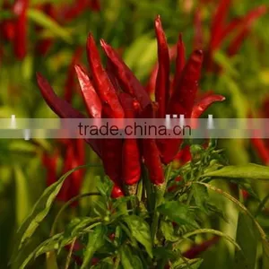 Whole Dry Red Chilli thumbnail-2