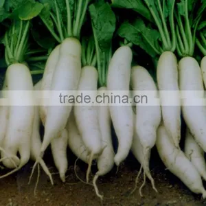 High Germination Seed of Raphanus Sativus thumbnail-3