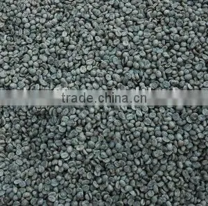 Arabica Coffee thumbnail-1