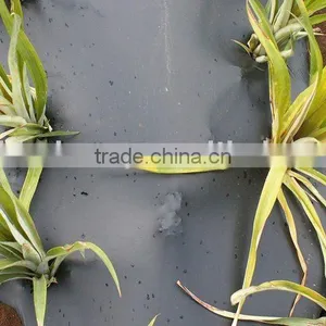 Black Mulch Films for Agriculture thumbnail-1