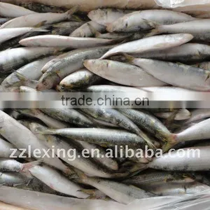 Frozen Sardine thumbnail-2