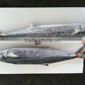 Spanish Mackerel IQF thumbnail-1
