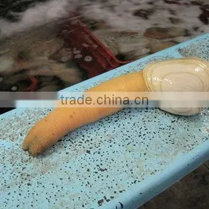 Pacific Geoduck thumbnail-1