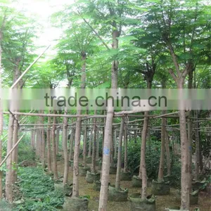Delonix Regia Landscaping Tree ( Tropical Plant) thumbnail-1
