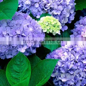 Home Decoration Flowers Single Large Size Fresh Cut Hydrangea Different Colors Bouquet thumbnail-4