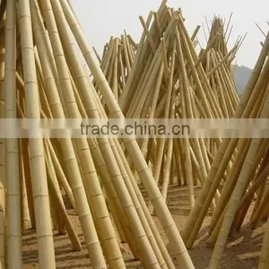 Vineyard Pole ,bamboo Poles Wholesale thumbnail-2