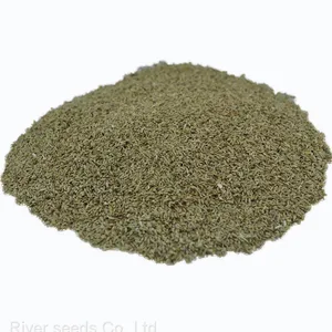 High Quality Hybrid Lawn Bermuda Grass Seeds Uncoated Dhoob Cynodon Dactylon Seed for Planting thumbnail-1