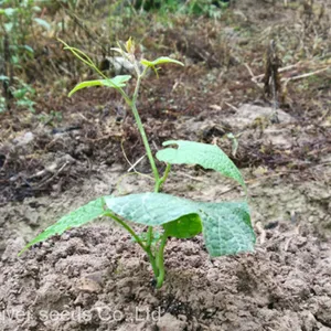 50pcs Hybrid f1 Monkfruit or Luohan Guo Monk Fruit Seeds Siraitia Grosvenorii Seed for Planting thumbnail-3