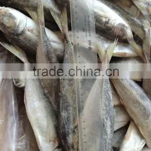14cm 16cm 18cm 20cm Trachurus Horse Mackerel thumbnail-2
