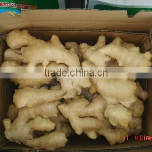 100g & up Fresh Ginger thumbnail-1