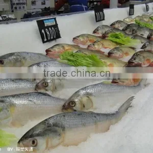 Small Occupation Area Flake Ice Making Supplier For Sale thumbnail-5