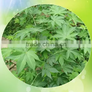 Sweet Tea Extract Natural Sweetener thumbnail-3