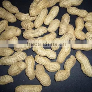 Supply Roasted Peanut in Shell With Good Quality thumbnail-1