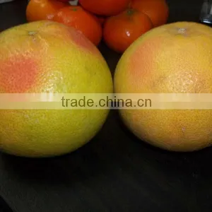 Grapefruits thumbnail-1