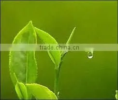 Vietnam GREEN TEA H4 thumbnail-1